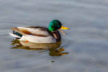 Drake Mallard (Anas platyrhynchos) quacks while swimming on the water.

