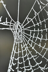 Macro photography of a frosty cobweb
