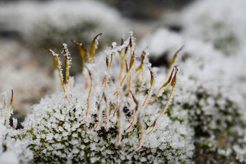 Macro photography of a ice crystals on a moss