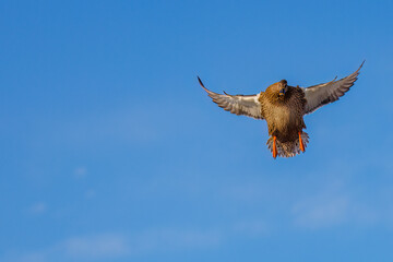 Mallard duck  hen (Anas platyrhynchos) landing with wings spread. Blurred background, copy space.
