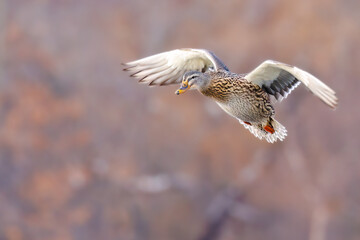 Mallard duck  hen (Anas platyrhynchos) landing with wings spread. Blurred background, copy space.
