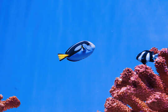 macro photography underwater paracanthurus hepatus