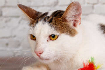 Fototapeta premium beautiful white cat lies with toys close-up