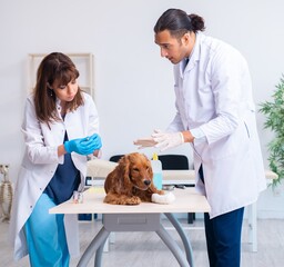 Vet doctor examining golden retriever dog in clinic