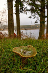 Mushroom by lake