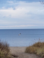 seagulls on the beach at the lübecker bucht