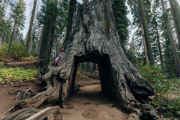 Yosemite National Park, USA- October 2022: View of the dead tunnel tree in Tuolumne Grove