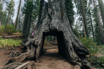 Foto op Aluminium Yosemite National Park, USA- October 2022: View of the dead tunnel tree in Tuolumne Grove © IBRESTER
