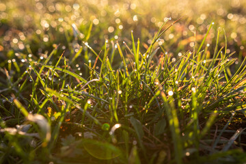 wet grass closeup in the morning with dew water drops and blurred warm background