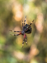 spider on a web