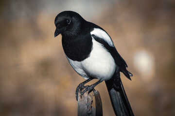 crow on the ground