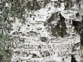Obraz premium Old birch bark close-up photo.