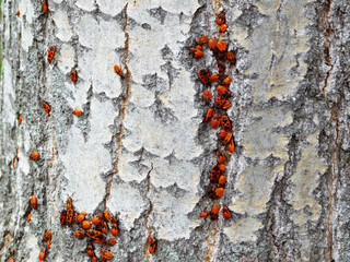 Colony of firebugs on tree.