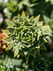 Close up of a cactus