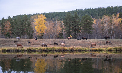 Horses on the shore Belaya river
