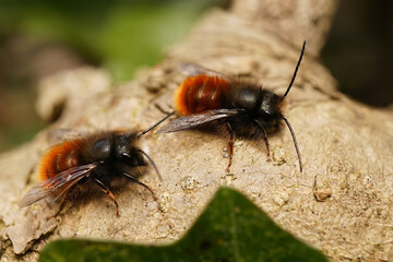 Closeup of 2 male European orachard mason bees, Osmia cornuta warming up on a dried leaf