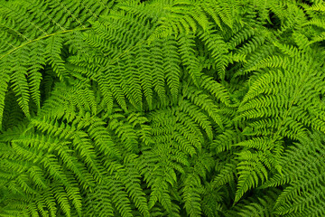 green fern leaves
