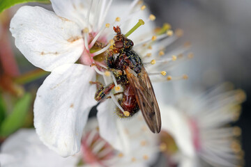 Myopa testacea conopid fly. Brown fly that hunts and paralyzes bees, in the family Conopidae. An...