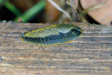 Juvenile of the Lusitanian slug (Arion vulgaris) in garden.