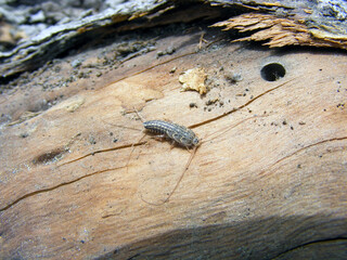 Firebrat (Thermobia domestica, Thermophila furnorum, Lepismodes inquilinus), on the dried wood.