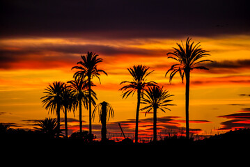 palm trees at sunset in Ibiza