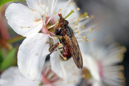 Myopa testacea conopid fly. Brown fly that hunts and paralyzes bees, in the family Conopidae. An insect that feeds on the pollen of mirabelle plum flowers.