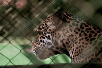 jaguar in zoo