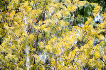 Branches of eastern white pine tree