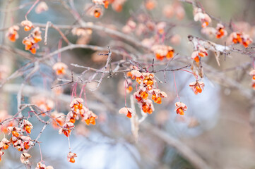 Burning bush seeds in winter