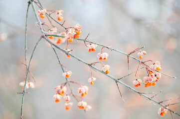 Burning bush seeds in winter