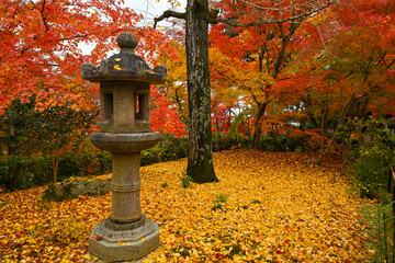 Red foliage at kyoto, Japan