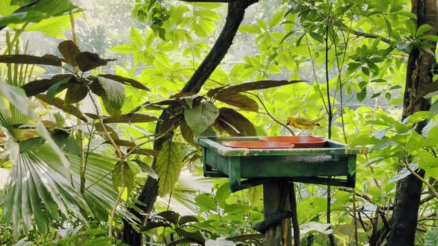 Beautiful 4K bright yellow birds green and orange bird bathing in a red garden fountain. A variety of Saffron Finch (Sicalis flaveola), a medium-sized tanager from South America common in the Amazon.