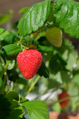 wild strawberry in the garden