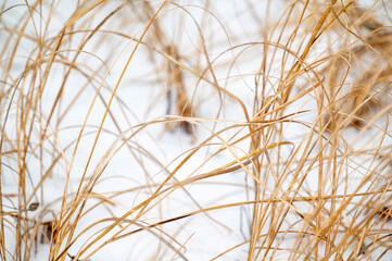 Dune grasses growing in winter