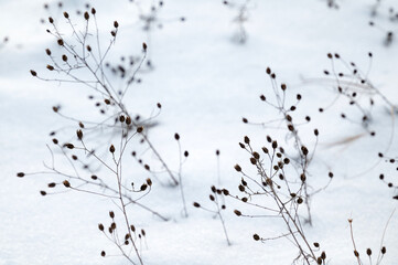Plant seed head growing in winter