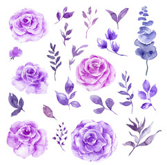 Purple Rose Flowers, Eucalyptus and Greenery Watercolor Illustration Set. hand Painted. Perfect for wedding invitations, bridal shower and  floral greeting cards