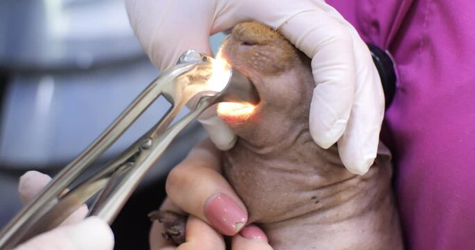 A veterinarian examines the teeth in the mouth of a skinny guinea pig. A rotologist performs trimming of overgrown teeth on a hairless guinea pig.