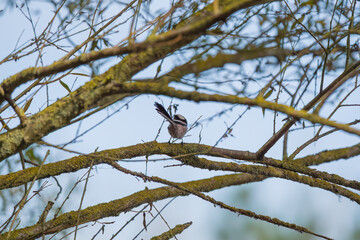 Long-tailed Tit