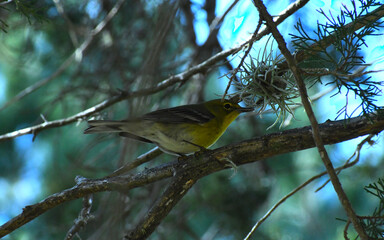 Pine Warbler sitting on a branch
