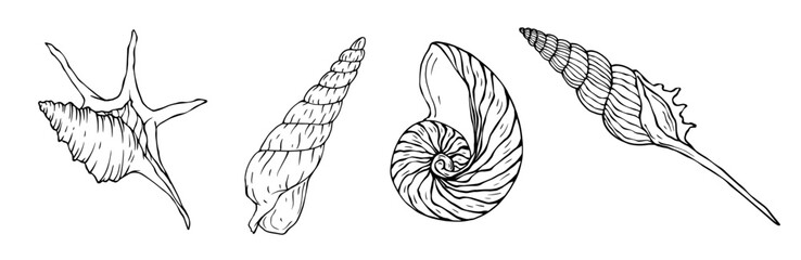 Seashells sketch set. Vector graphics.	