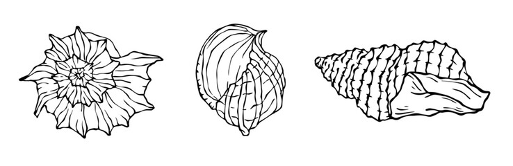 Seashells sketch set. Vector graphics.	