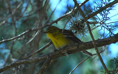 Pine Warbler sitting on a branch