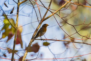 Robin