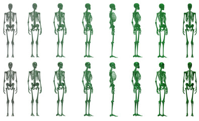 skull, human skeleton