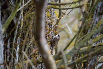 Treecreeper