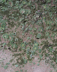 Concrete with moss details texture background