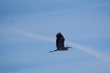 Heron