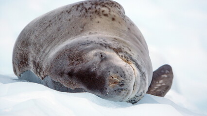 Leopard seal (Hydrurga leptonyx) on an iceberg at Kinnes Cove, Joinville Island, Antarctica