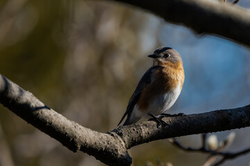 Bluebird on a branch
