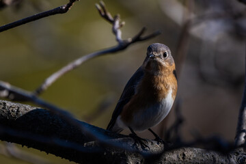 Bluebird on a branch